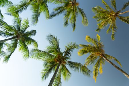 Skyward Palm View — 64-piece jigsaw puzzle