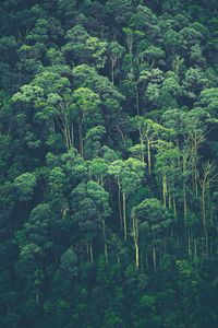 Emerald Canopy — 100-piece jigsaw puzzle