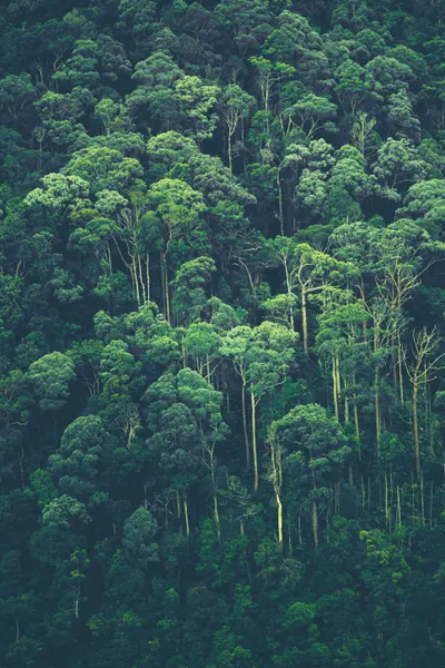 Emerald Canopy — 100-piece jigsaw puzzle