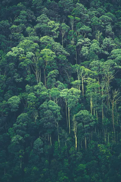 Emerald Canopy — 100-piece jigsaw puzzle
