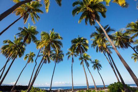 Tropical Palm Paradise — 300-piece jigsaw puzzle
