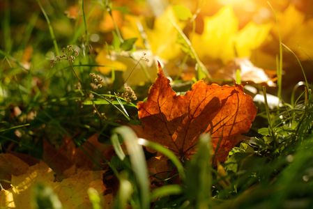 Sunlit Autumn Leaf — 100-piece jigsaw puzzle