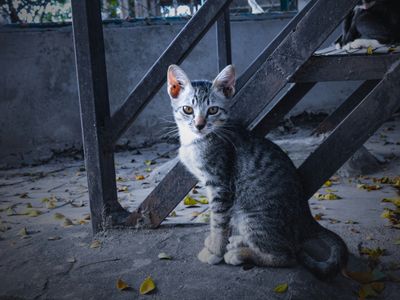 Curious Kitten Pose — 300-piece jigsaw puzzle