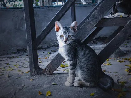 Curious Kitten Pose — 300-piece jigsaw puzzle