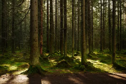 Sunlit Forest Tranquility — 300-piece jigsaw puzzle