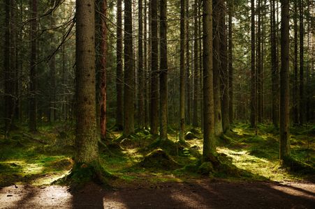 Sunlit Forest Tranquility — 300-piece jigsaw puzzle