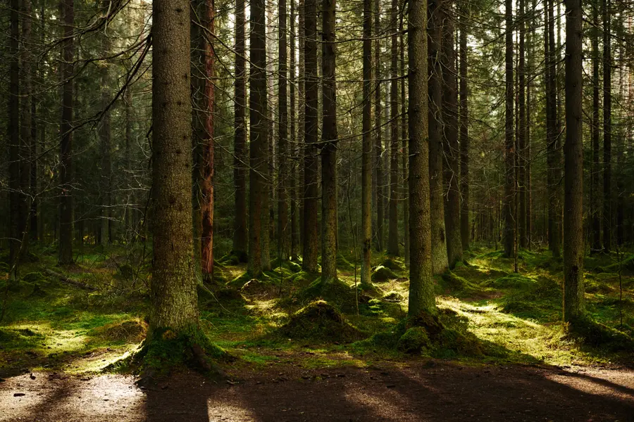 Sunlit Forest Tranquility — 300-piece jigsaw puzzle