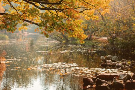 Golden Autumn Reflection — 100-piece jigsaw puzzle