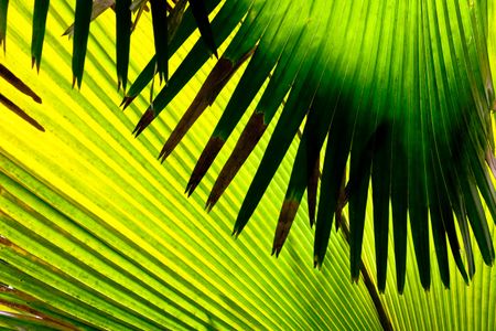 Vibrant Palm Leaves — 150-piece jigsaw puzzle