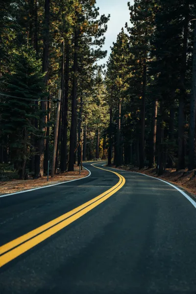 Winding Forest Road — 500-piece jigsaw puzzle