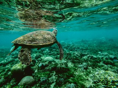 Graceful Sea Turtle — 400-piece jigsaw puzzle