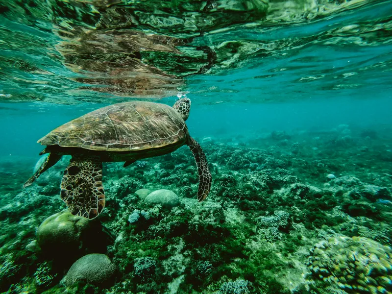 Underwater Serenity — 400-piece jigsaw puzzle