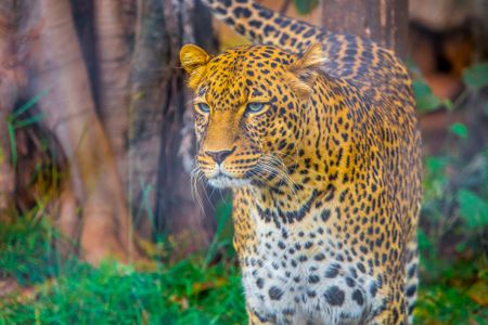 Majestic Leopard Gaze — 300-piece jigsaw puzzle