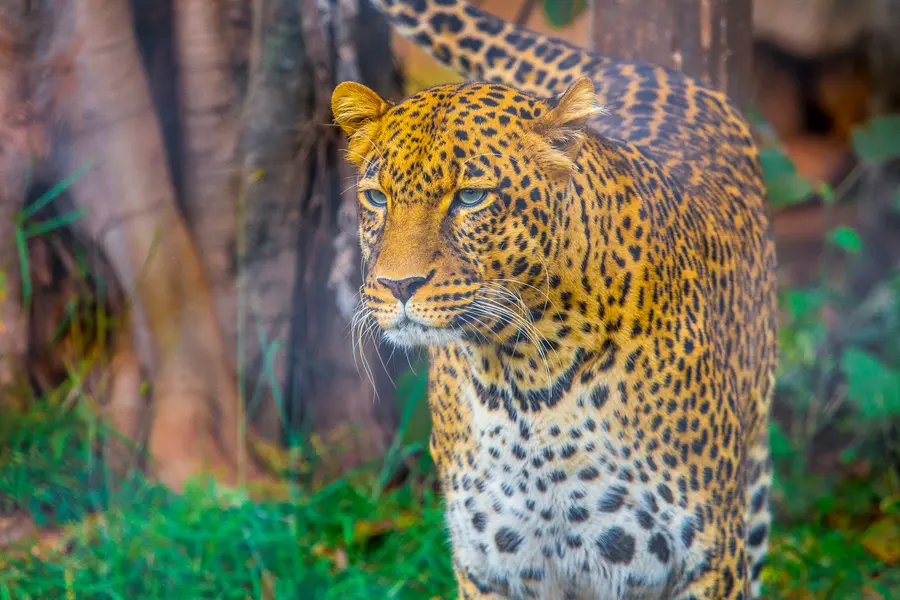 Majestic Leopard Gaze — 300-piece jigsaw puzzle
