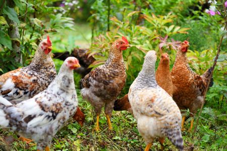 Chickens in Garden — 300-piece jigsaw puzzle