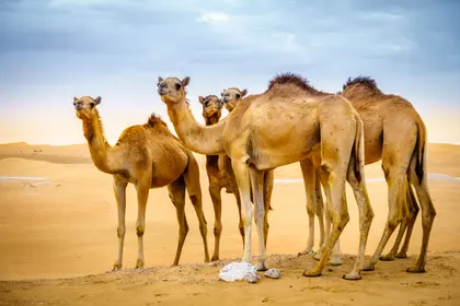Desert Camel Caravan — 200-piece jigsaw puzzle