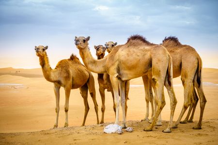 Desert Camel Caravan — 200-piece jigsaw puzzle