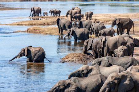 Elephants by the River — 200-piece jigsaw puzzle
