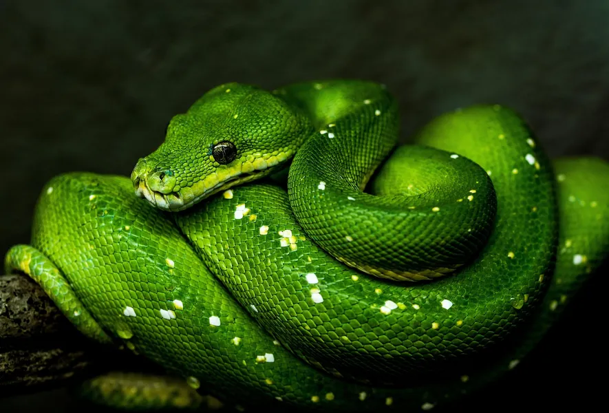 Emerald Coil — 300-piece jigsaw puzzle