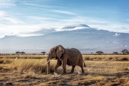 Elephant Under Kilimanjaro — 300-piece jigsaw puzzle