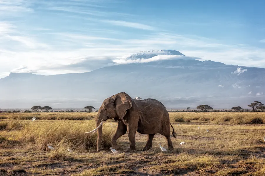 Elephant Under Kilimanjaro — 300-piece jigsaw puzzle