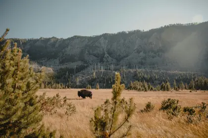 Bison in Golden Meadow — 64-piece jigsaw puzzle