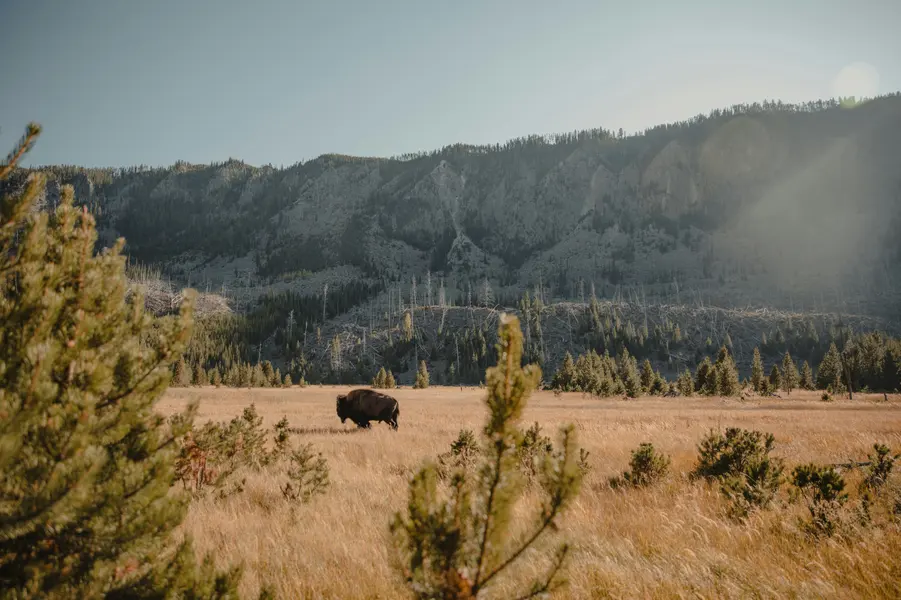 Bison in Golden Meadow — 64-piece jigsaw puzzle