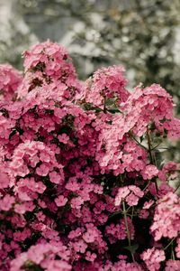 Phlox rosa in fiore — puzzle da 200 pezzi