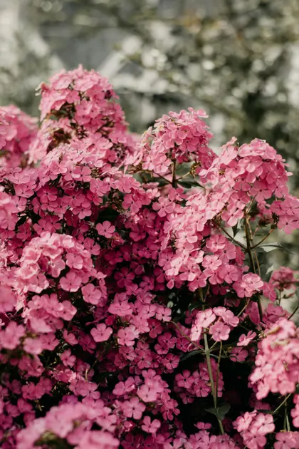 Blooming Pink Phlox — 200-piece jigsaw puzzle