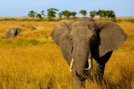 Majestic Elephant Encounter — 200-piece jigsaw puzzle