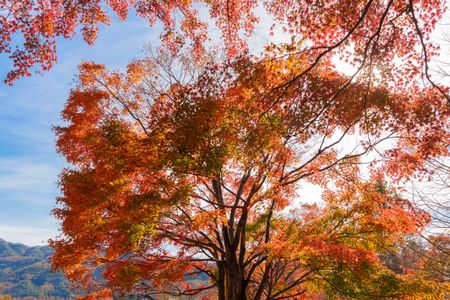 Autumn Canopy Splendor — 200-piece jigsaw puzzle