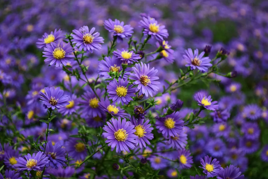 Purple Aster Blooms — 100-piece jigsaw puzzle
