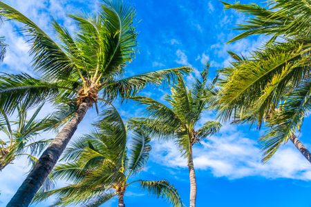 Tropical Palm Breeze — 150-piece jigsaw puzzle