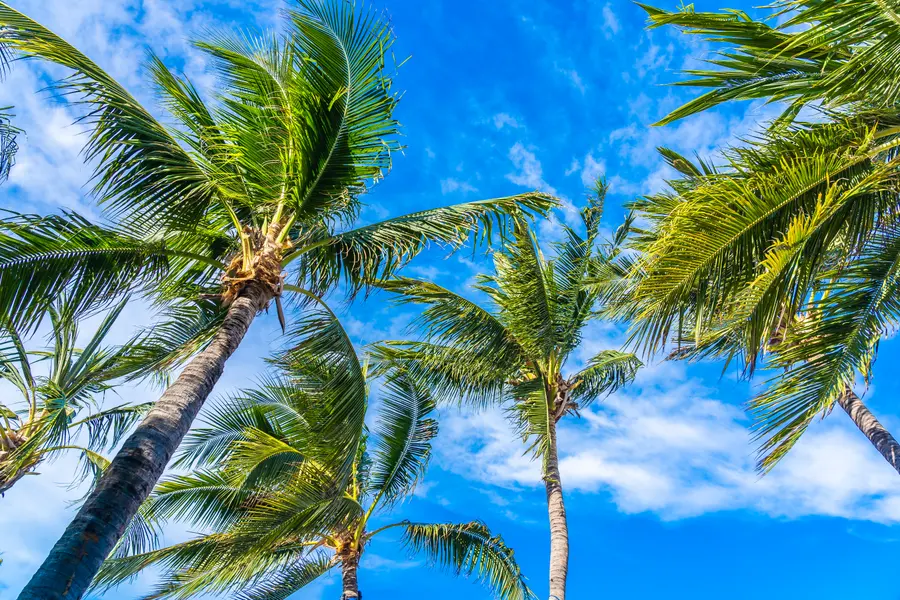 Tropical Palm Breeze — 150-piece jigsaw puzzle