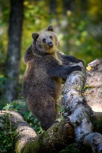 Curious Bear Cub — 100-piece jigsaw puzzle