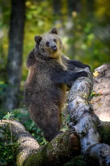 Curious Bear Cub — 100-piece jigsaw puzzle