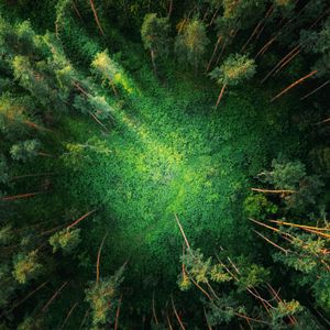 Forest Canopy Spiral — 150-piece jigsaw puzzle