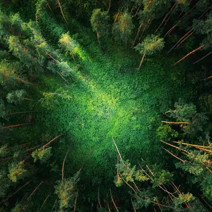 Forest Canopy Spiral — 150-piece jigsaw puzzle