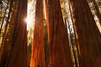 Majestic Forest Giants — 200-piece jigsaw puzzle