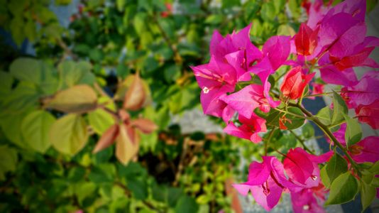 Vibrant Blossoms — 300-piece jigsaw puzzle