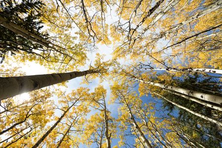 Golden Canopy View — 500-piece jigsaw puzzle
