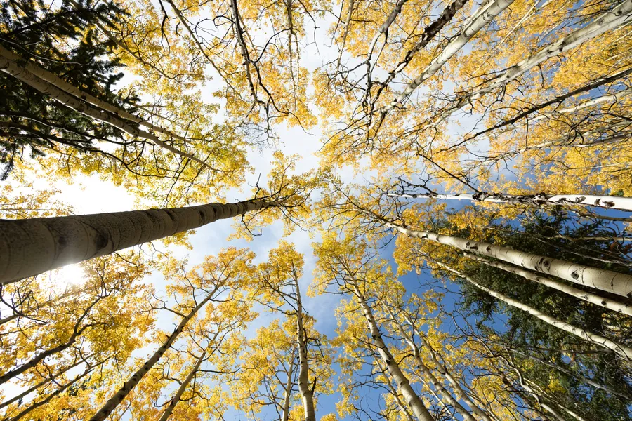 Golden Canopy View — 500-piece jigsaw puzzle