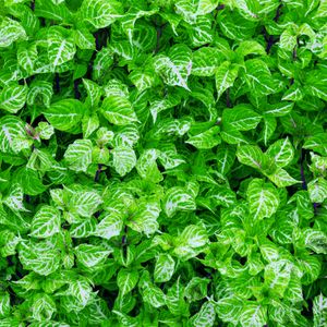 Vibrant Green Foliage — 200-piece jigsaw puzzle