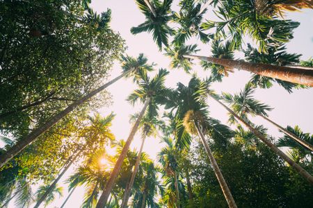Tropical Canopy View — 400-piece jigsaw puzzle
