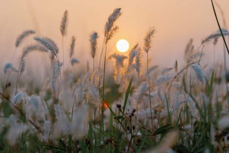 Whispering Grasses at Sunset — 300-piece jigsaw puzzle