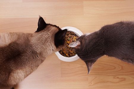 Feline Feast — 200-piece jigsaw puzzle