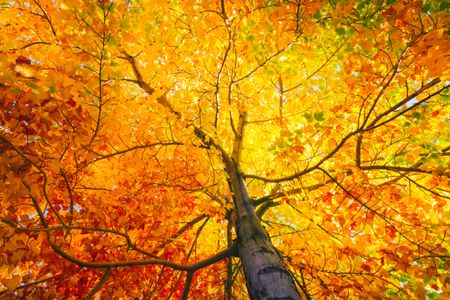 Golden Autumn Canopy — 300-piece jigsaw puzzle
