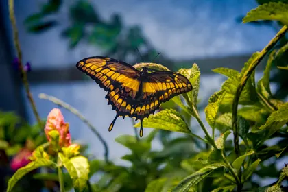 Graceful Butterfly in Garden — 200-piece jigsaw puzzle