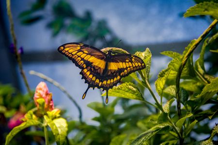 Graceful Butterfly in Garden — 200-piece jigsaw puzzle