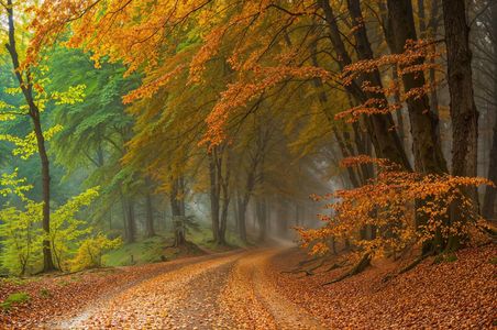 Autumn Pathway Glow — 200-piece jigsaw puzzle